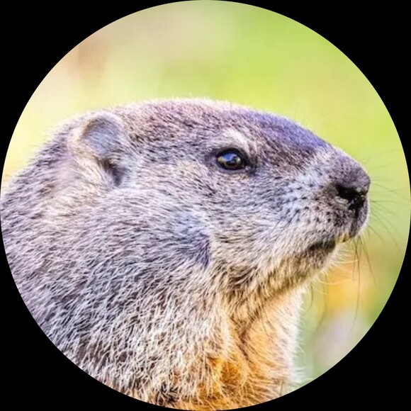 lilgopher_p